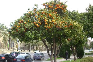 40. Apfelsinenbaum Palma